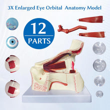 Cargar imagen en el visor de la galería, Modelo de anatomía del globo ocular, modelo de ojo humano desmontable 3x de aumento