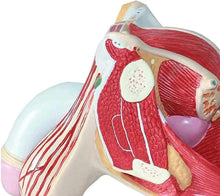 Cargar imagen en el visor de la galería, Modelo anatómico del sistema genital masculino de tamaño real