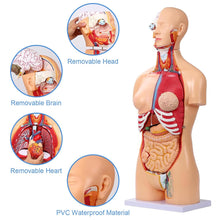 Cargar imagen en el visor de la galería, Modelo de anatomía del torso humano de 33.4 pulgadas tamaño real