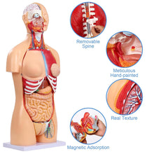 Cargar imagen en el visor de la galería, Modelo de anatomía del torso humano de 33.4 pulgadas tamaño real