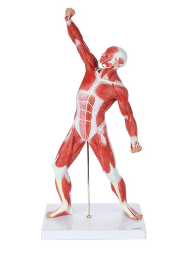 Modelo de sistema muscular de 20 pulgadas