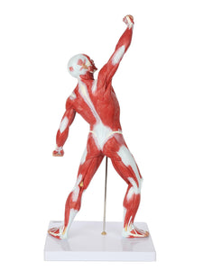 Modelo de sistema muscular de 20 pulgadas