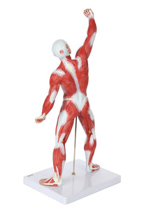 Modelo de sistema muscular de 20 pulgadas