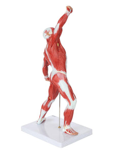 Modelo de sistema muscular de 20 pulgadas