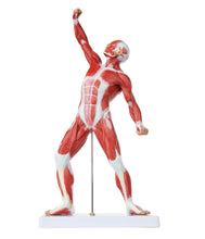 Cargar imagen en el visor de la galería, Modelo de sistema muscular de 20 pulgadas