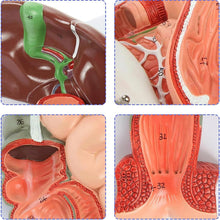 Cargar imagen en el visor de la galería, Modelo Anatómico del Sistema Respiratorio Superior y Cavidad Oral – Boca, Nariz y Garganta, Tamaño Real