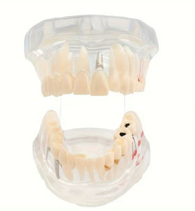 Modelo Anatómico de dientes