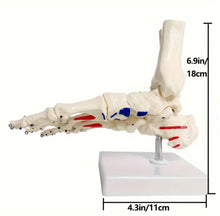 Cargar imagen en el visor de la galería, MODELO  ANATOMICO DEL PIE HUMANO TAMAÑO REAL