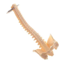 Cargar imagen en el visor de la galería, Llavero Anatómico de Columna Vertebral