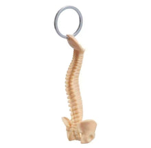 Cargar imagen en el visor de la galería, Llavero Anatómico de Columna Vertebral
