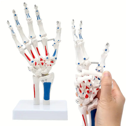 Modelo anatómico de la mano humana