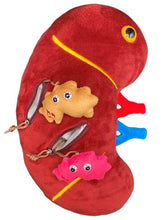 Cargar imagen en el visor de la galería, Peluche de Riñón deluxe con cálculos renales - GIANTmicrobes