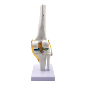 Modelo Anatómico de rodilla flexible escala real 1:1