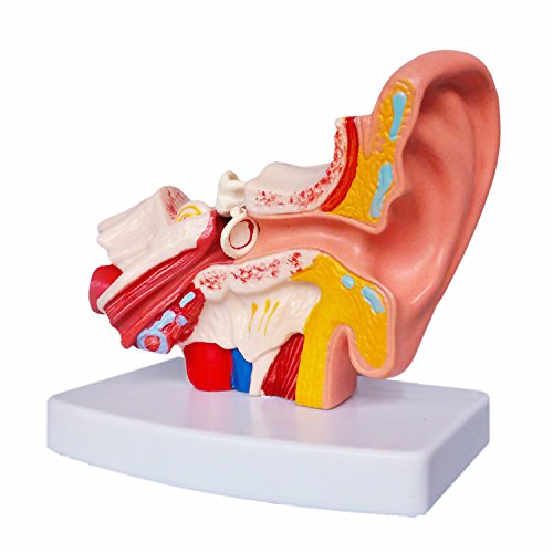 Modelo Anatómico de Oído Humano