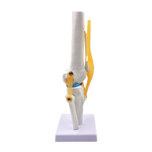 Cargar imagen en el visor de la galería, Modelo Anatómico de rodilla flexible escala real 1:1