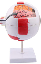 Cargar imagen en el visor de la galería, Modelo Anatómico del Ojo Humano