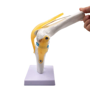 Modelo Anatómico de rodilla flexible escala real 1:1