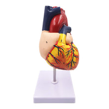 Cargar imagen en el visor de la galería, Modelo de corazón humano tamaño real escala 1:1