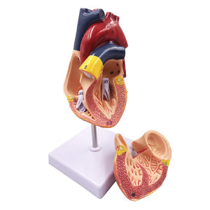 Modelo de corazón humano tamaño real escala 1:1