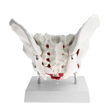 Cargar imagen en el visor de la galería, Modelo Anatómico de Huesos, ligamentos, músculos del suelo pélvico y órganos pélvicos femeninos a escala real