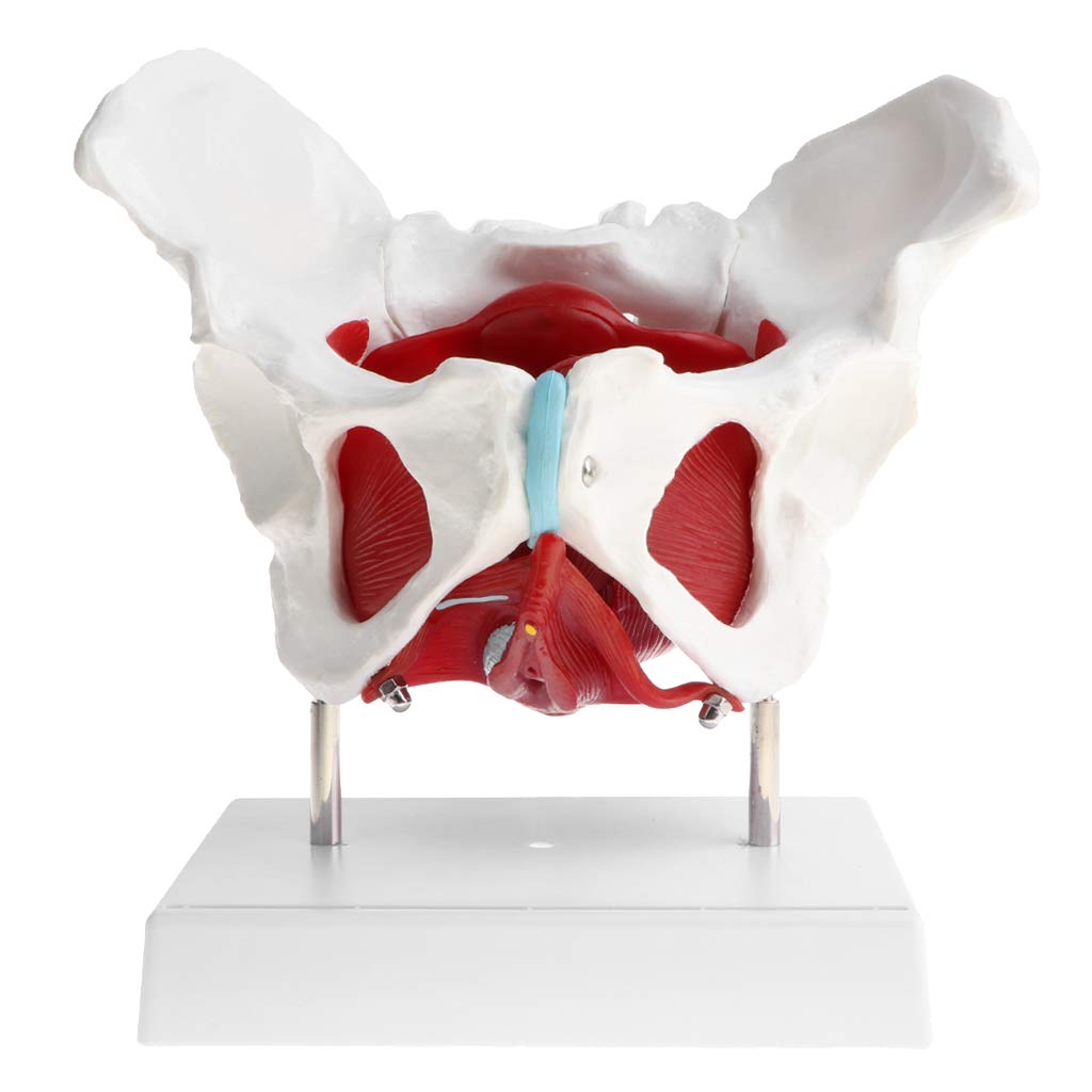 Modelo Anatómico de Huesos, ligamentos, músculos del suelo pélvico y órganos pélvicos femeninos a escala real
