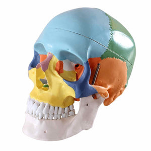 Modelo Anatómico de Cráneo Humano escala 1:1 de colores