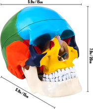 Cargar imagen en el visor de la galería, Modelo Anatómico de cráneo humano y Cerebro escala real