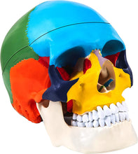 Cargar imagen en el visor de la galería, Modelo Anatómico de cráneo humano y Cerebro escala real