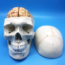 Cargar imagen en el visor de la galería, Modelo Anatómico de Cráneo Humano y Cerebro a escala real