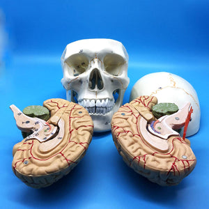 Modelo Anatómico de Cráneo Humano y Cerebro a escala real