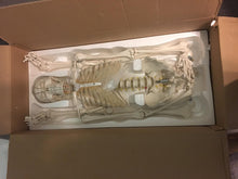 Cargar imagen en el visor de la galería, Esqueleto Anatómico Humano de tamaño real, modelo médico + soporte