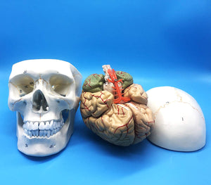 Modelo Anatómico de Cráneo Humano y Cerebro a escala real