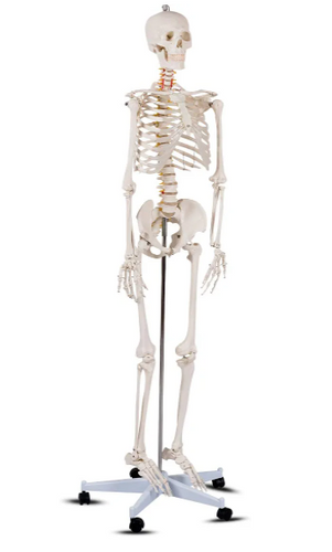 Esqueleto Anatómico Humano de tamaño real, modelo médico + soporte