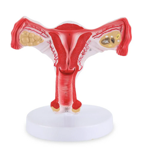 Modelo de Útero y Ovario Humano