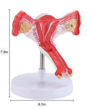 Cargar imagen en el visor de la galería, Modelo de Útero y Ovario Humano