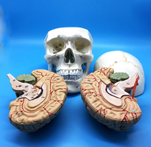Cargar imagen en el visor de la galería, Modelo anatómico de Cráneo Humano y Cerebro