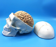 Cargar imagen en el visor de la galería, Modelo anatómico de Cráneo Humano y Cerebro