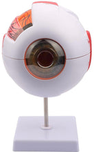 Cargar imagen en el visor de la galería, Modelo Anatómico del Ojo Humano
